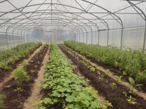 Diversit&eacute; plantes