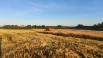 Harvest wheat Hjortshoj