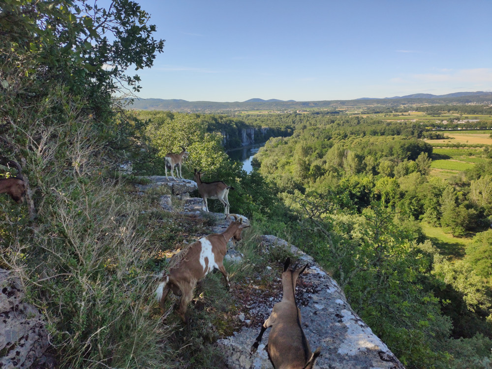 Goats Chassezac